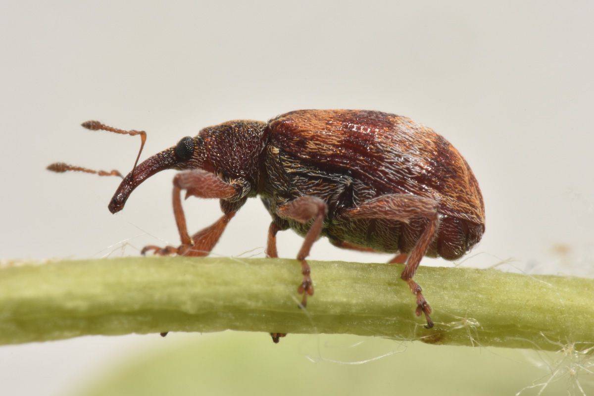 Curculionidae: Anthonomus pedicularius? Si.